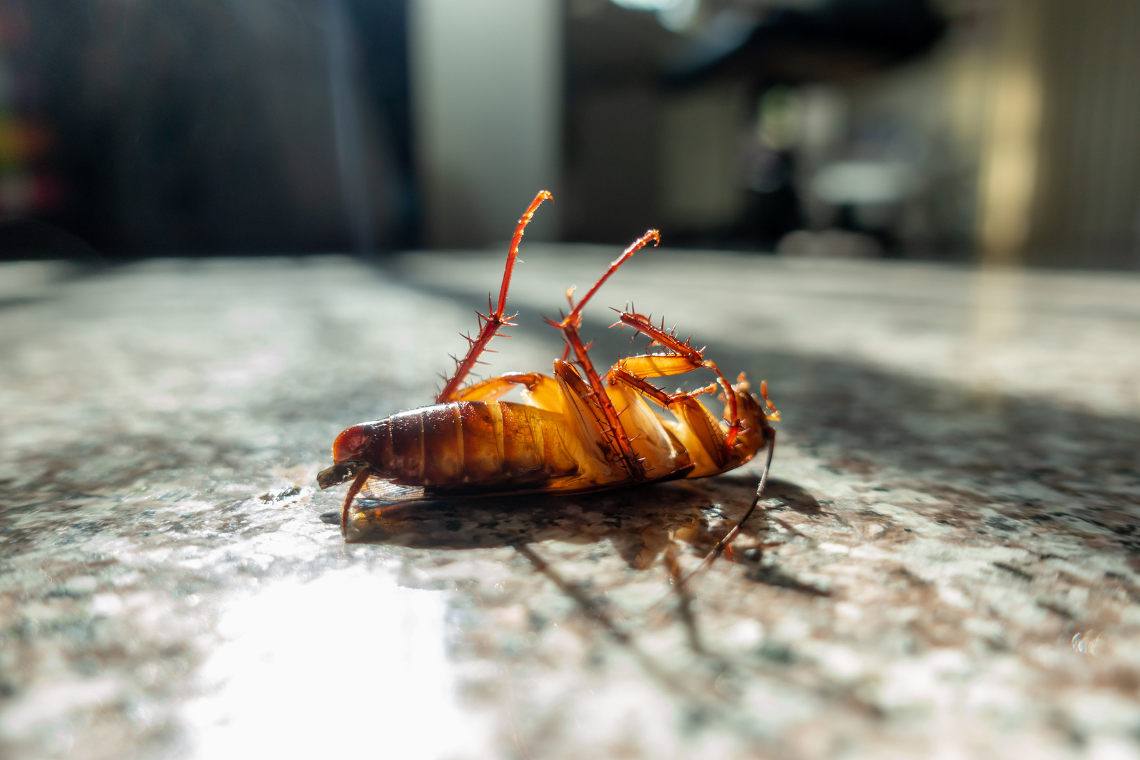 Dead cockroach on floor, pest control concept